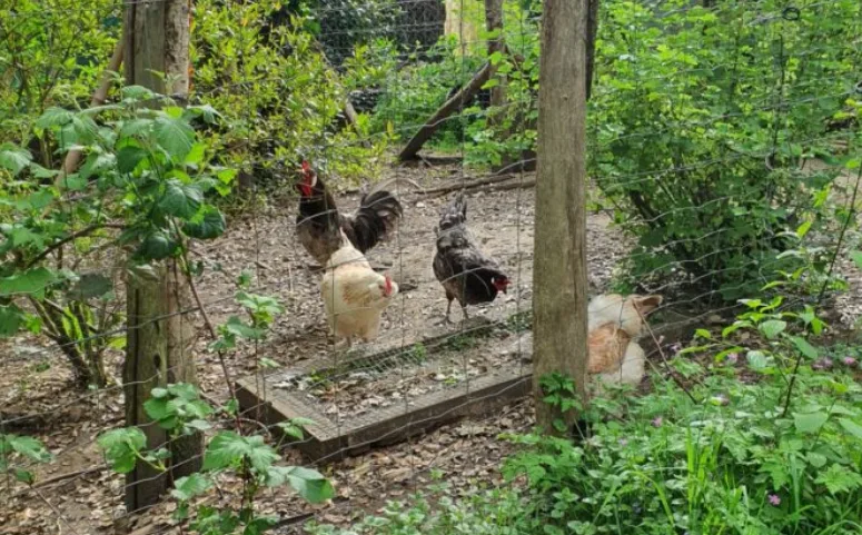🐓 Les animaux au fil des jours
