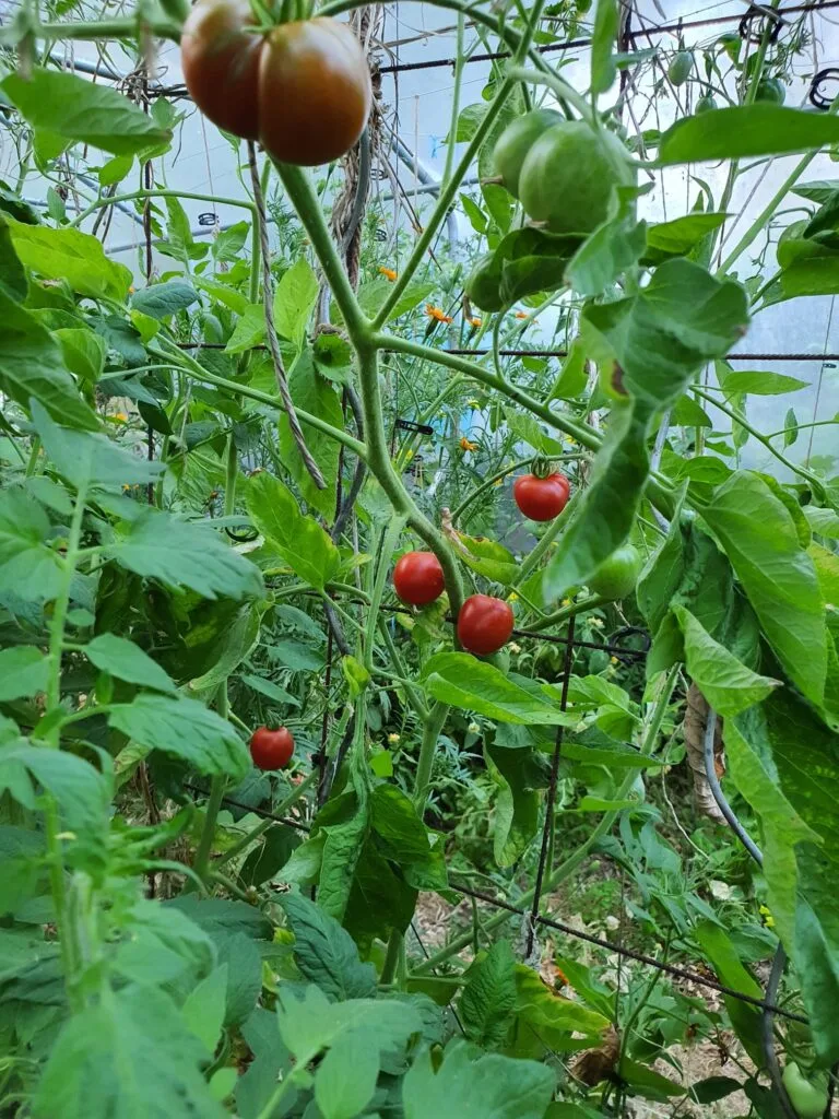 🍅 Été — Premères tomates et autres délices