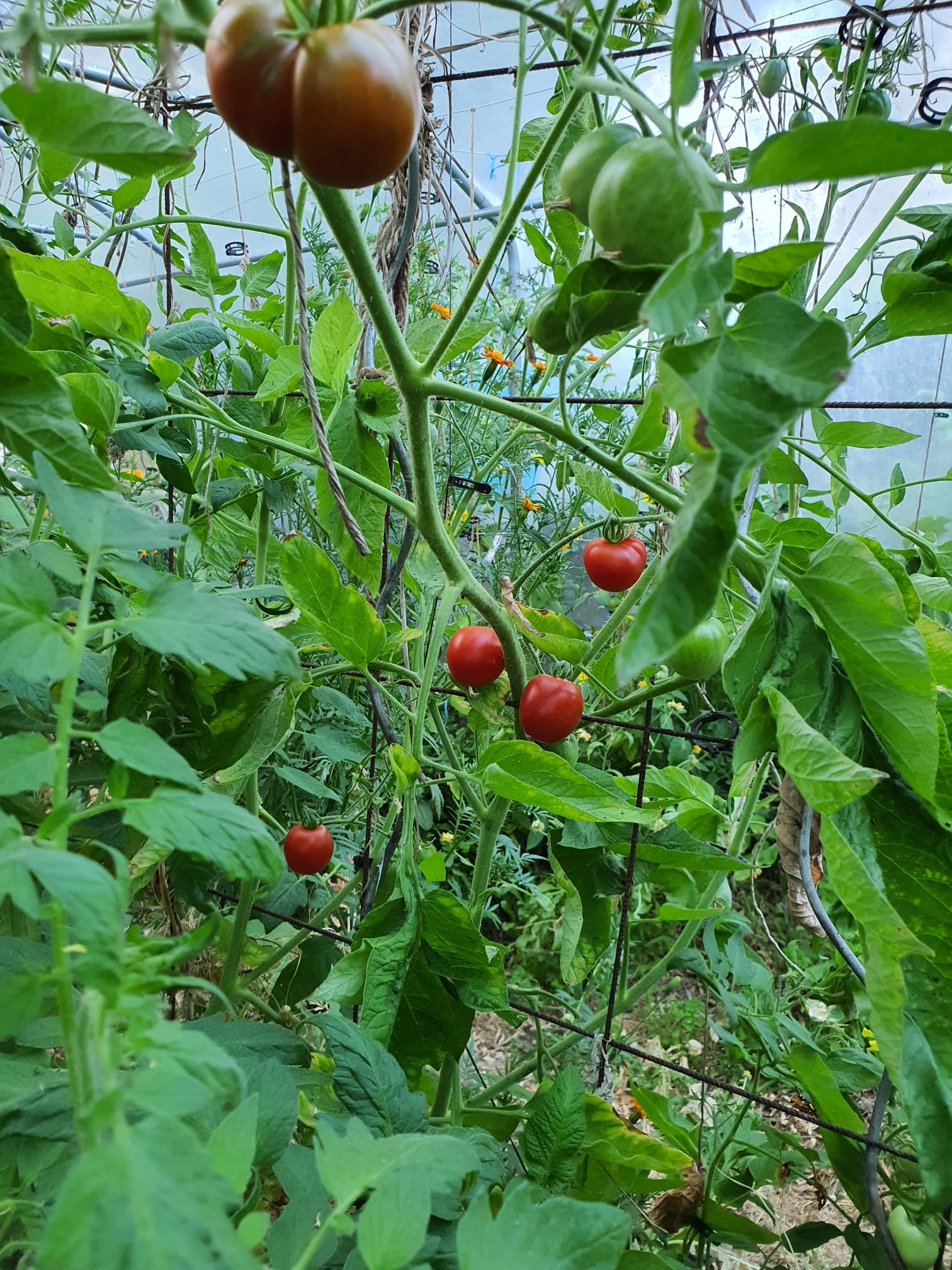 🍅 Été — Premères tomates et autres délices